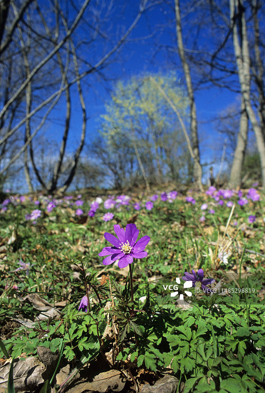 银莲花图片素材