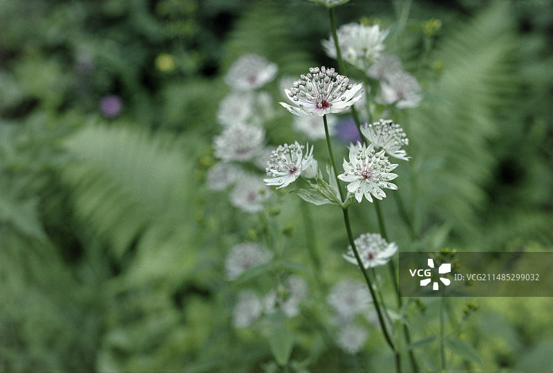 大 masterwort (Astrantia major) 花朵图片素材