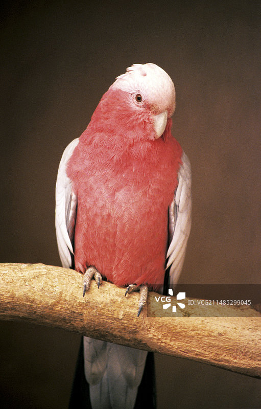 粉红凤头鹦鹉图片素材