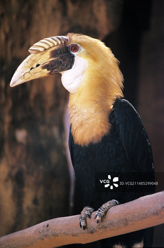 棕颈犀鸟图片素材