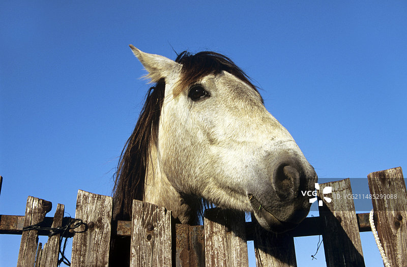 法国卡马格马图片素材