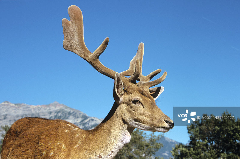 雄性梅花鹿图片素材