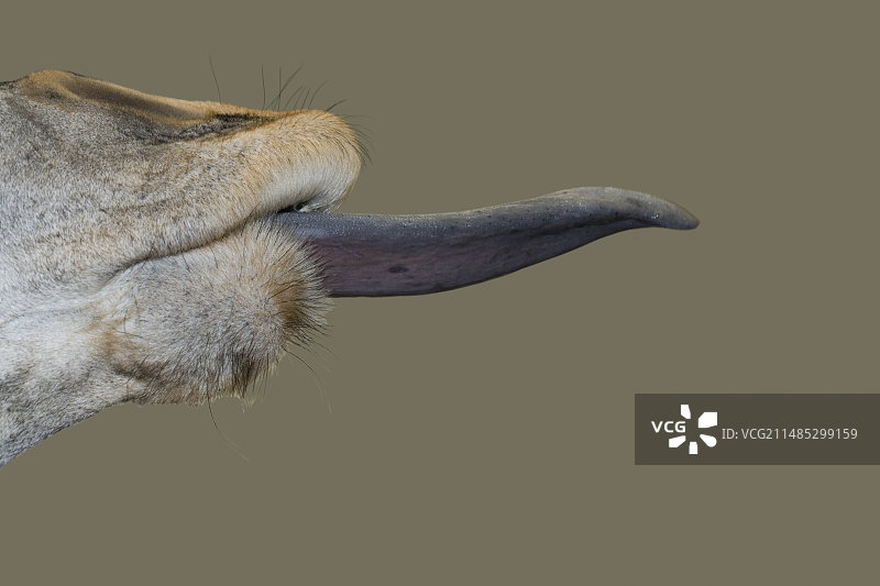 长颈鹿的舌头图片素材