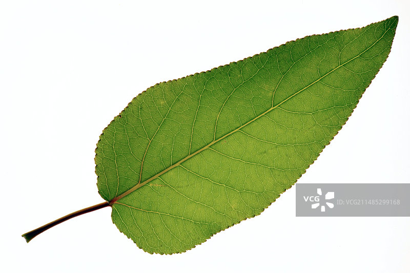 黑杨叶图片素材