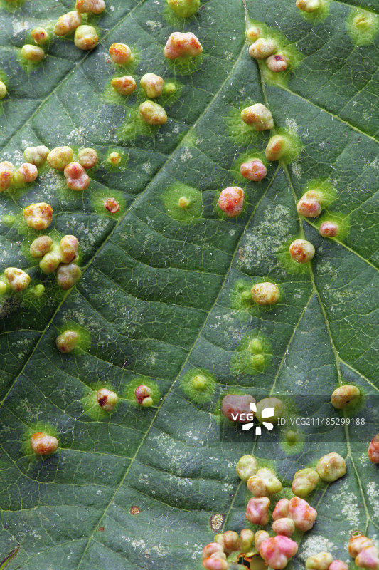 桤木瘿图片素材