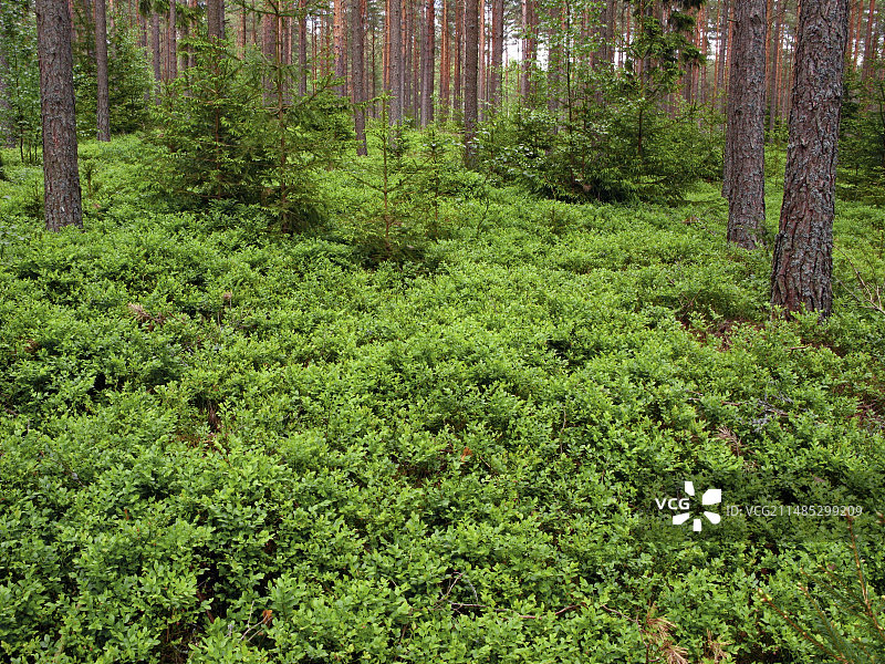 野生蓝莓图片素材