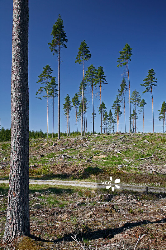 松树种植园图片素材