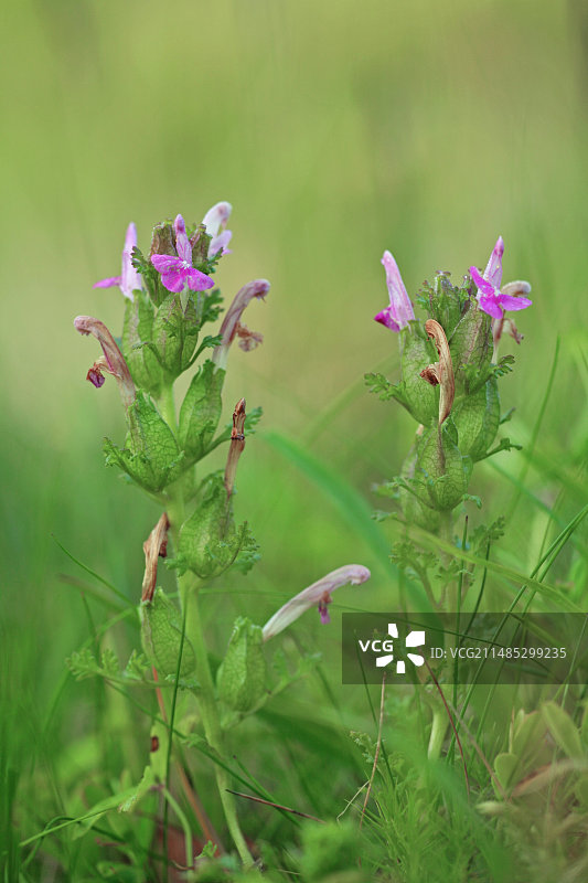 水母雪灵芝花图片素材