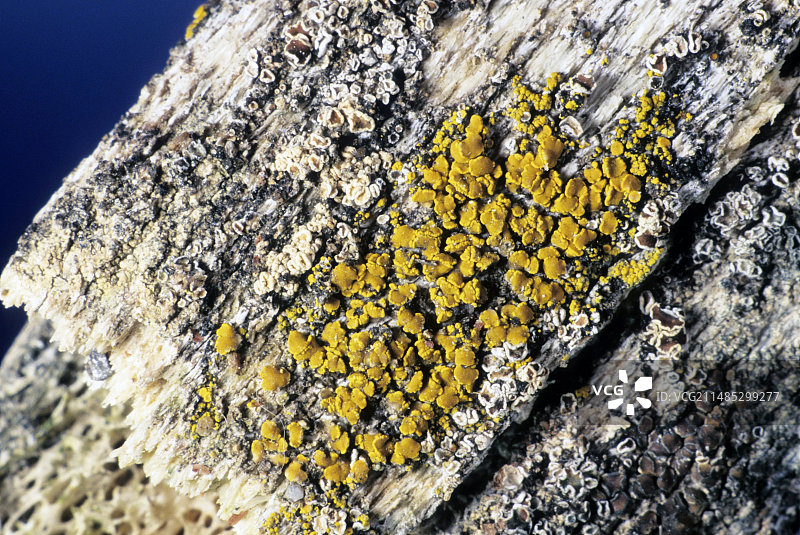 奥瑞那鳞叶衣图片素材
