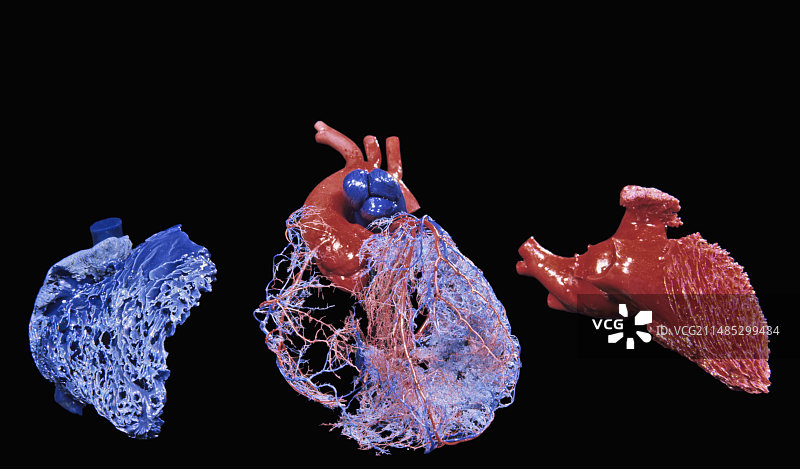 人体心脏循环的树脂铸件图片素材