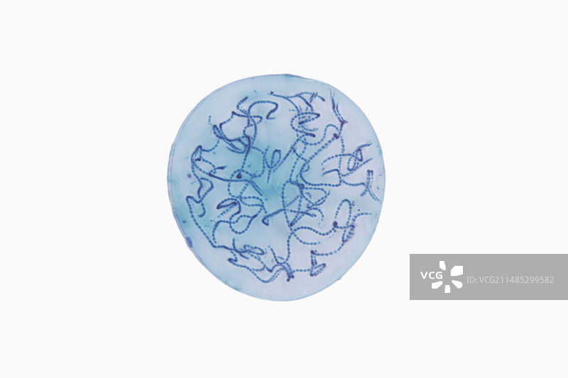 念珠藻蓝细菌图片素材