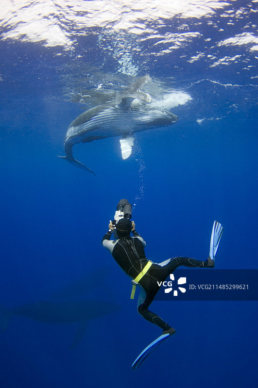 潜水员拍摄座头鲸幼崽图片素材