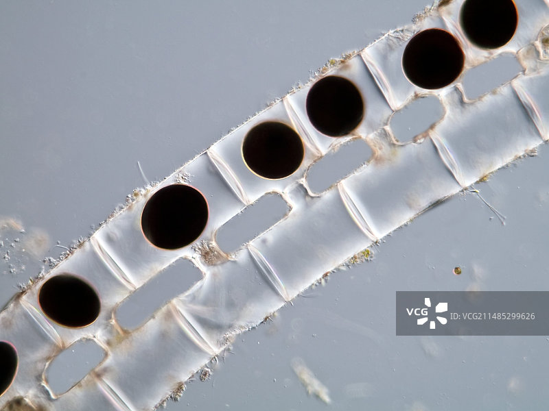 水绵接合，光学显微照片图片素材