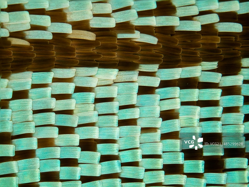 飞蛾翅膀鳞片的光学显微照片图片素材