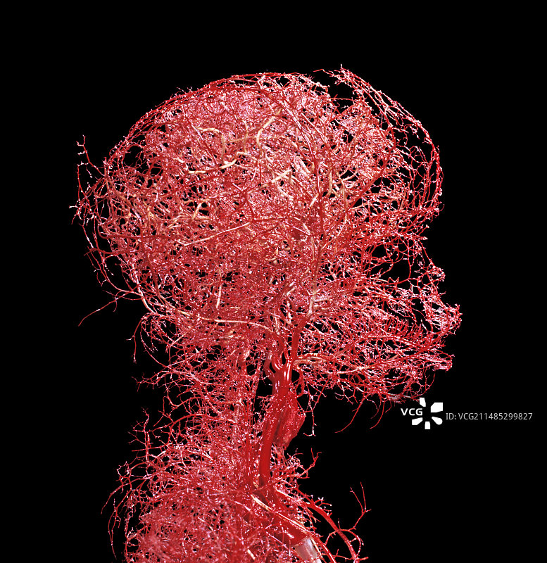 树脂铸造的头部、颈部、大脑图片素材