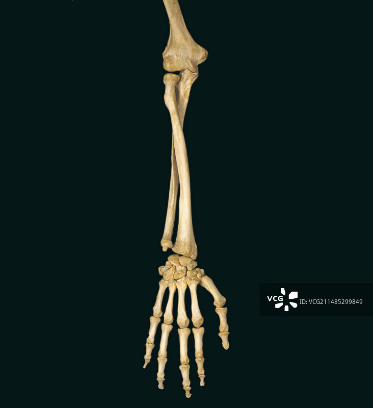 旋前的前臂、桡骨和尺骨图片素材