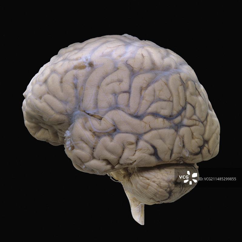 人脑外侧面图片素材