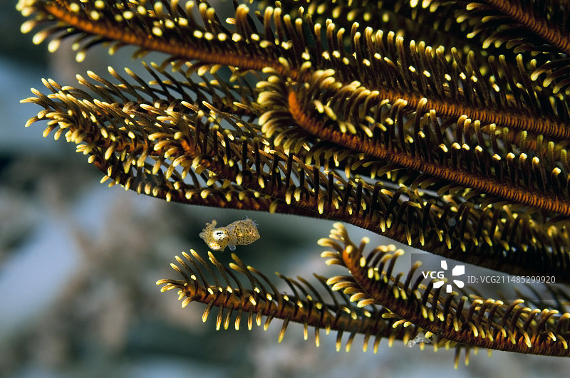 躲在羽星中的鱿鱼图片素材