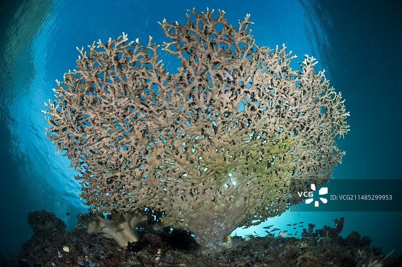轴孔珊瑚图片素材