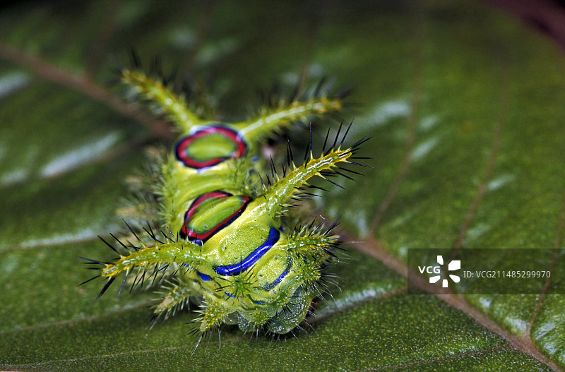 刺蛾毛虫图片素材