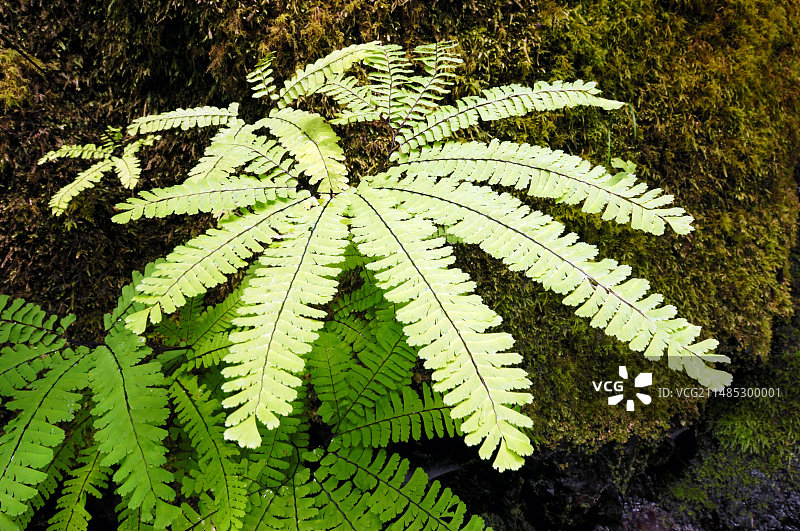 北方铁线蕨图片素材