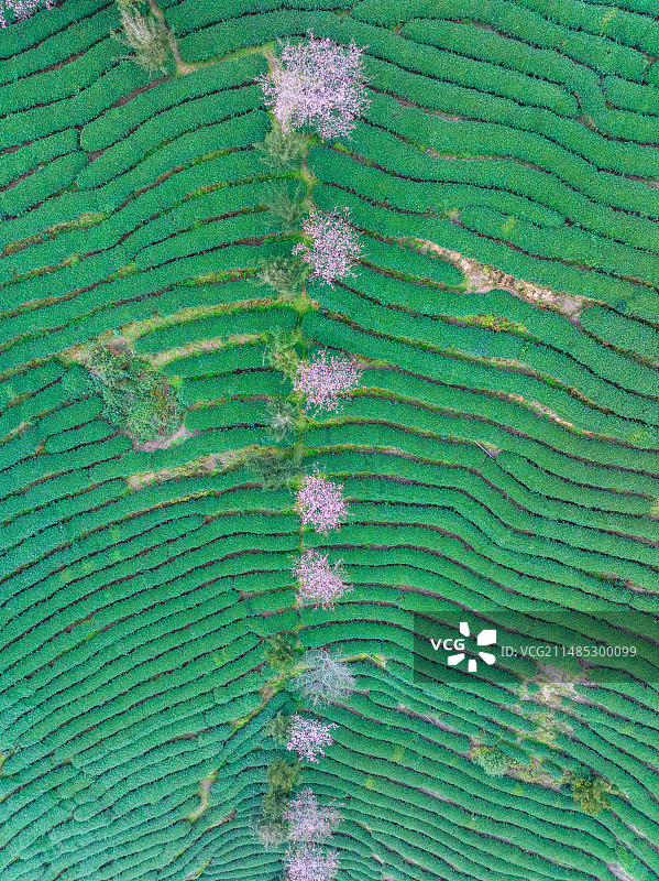 永福樱花茶园春色，福建龙岩漳平图片素材