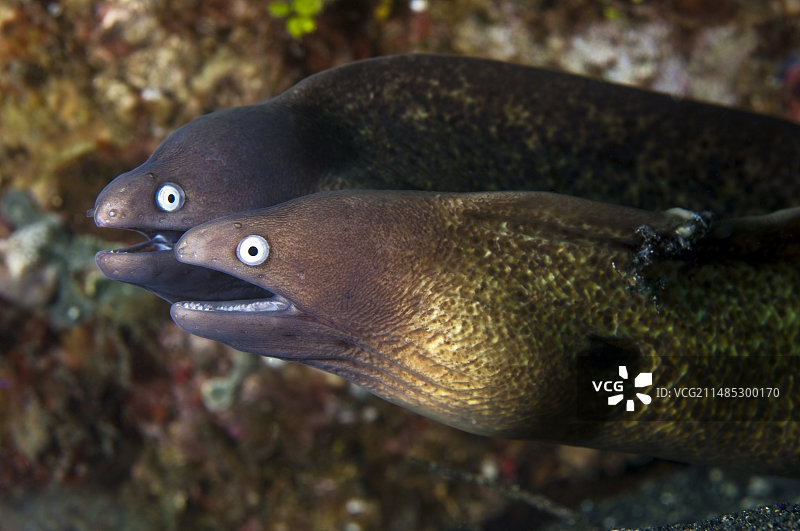 白眼海鳗图片素材