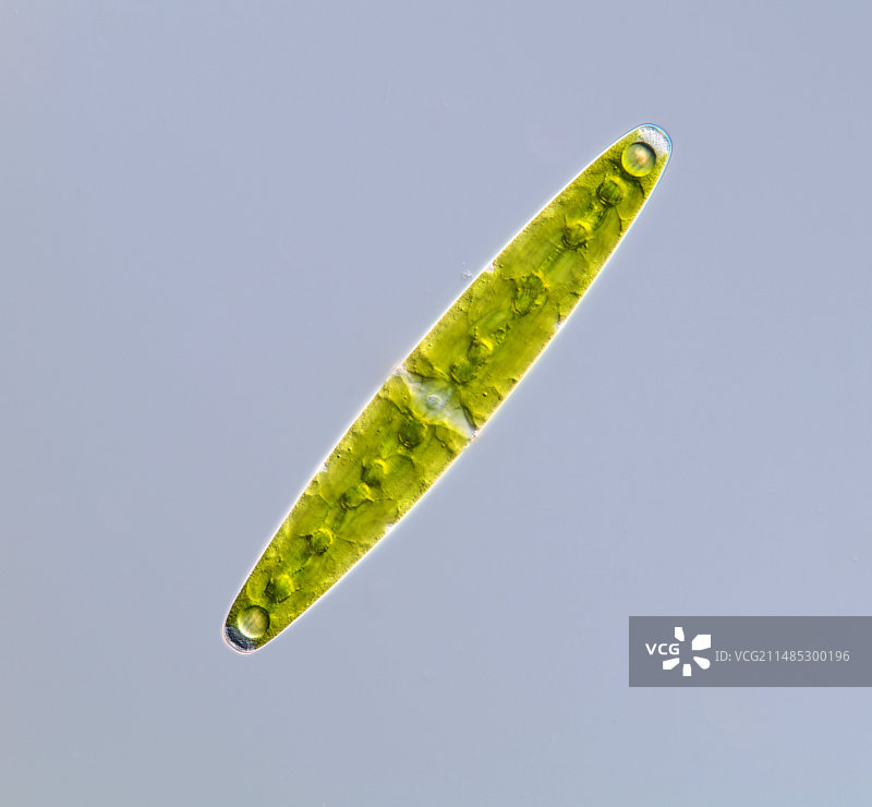 绿藻显微照片图片素材