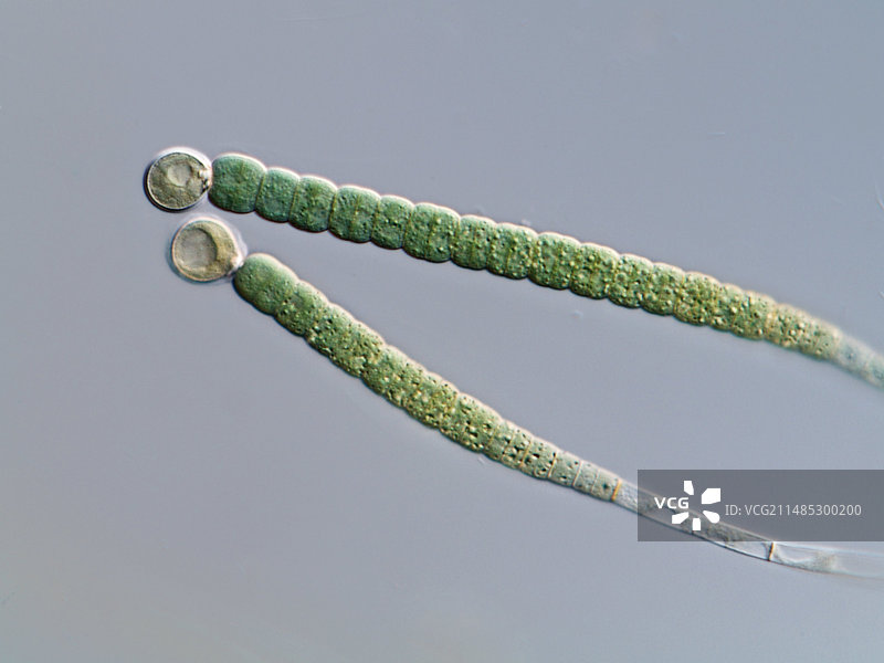 固着发状蓝细菌图片素材