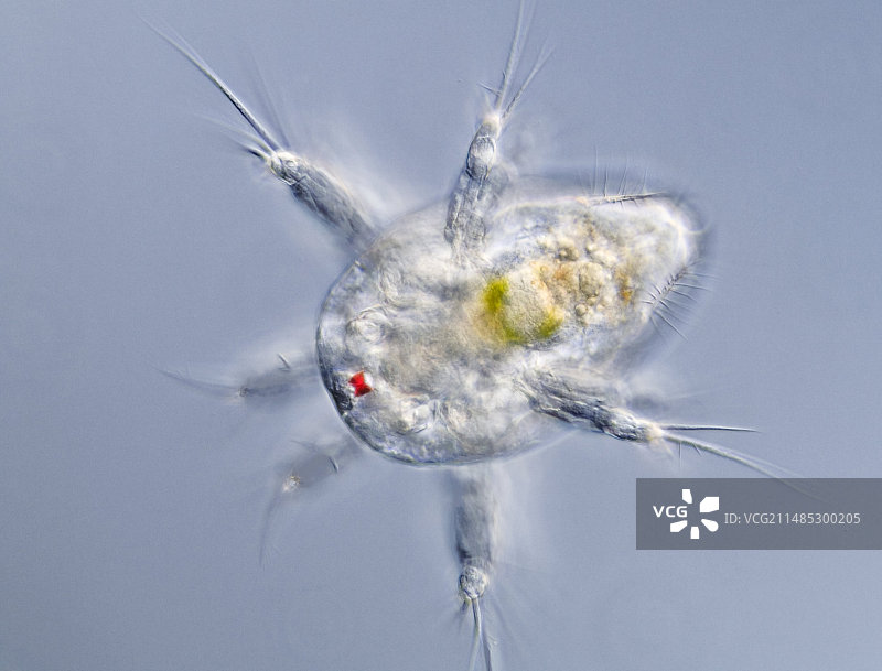 桡足类幼虫显微照片图片素材