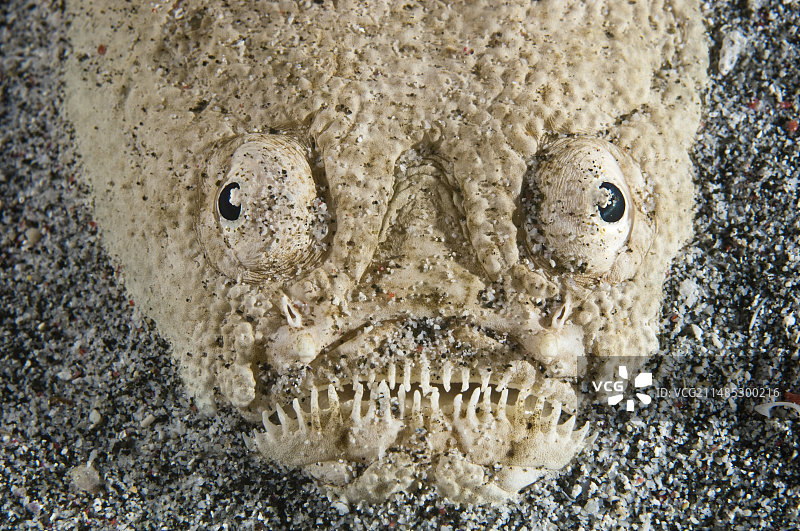 观星鱼图片素材