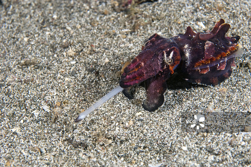 火焰乌贼捕猎图片素材