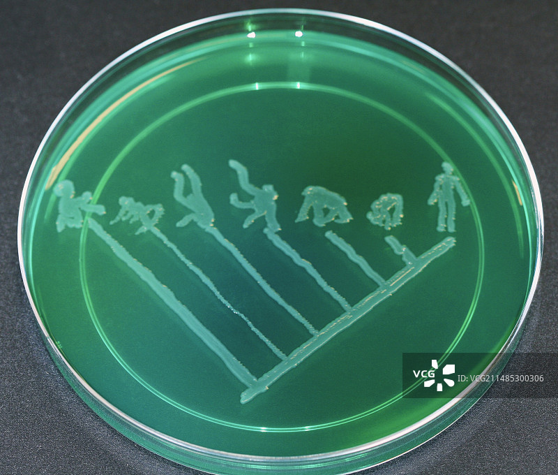 灵长类动物，微生物艺术图片素材