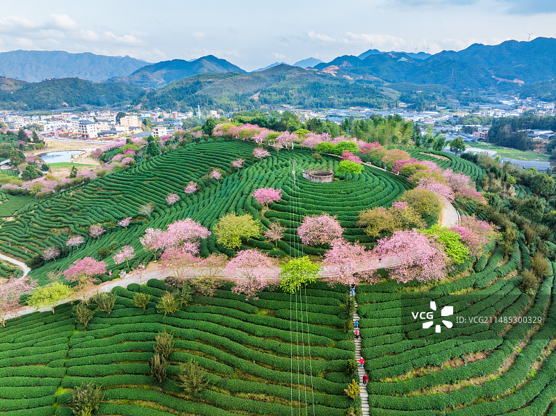 永福樱花茶园春色，福建龙岩漳平图片素材
