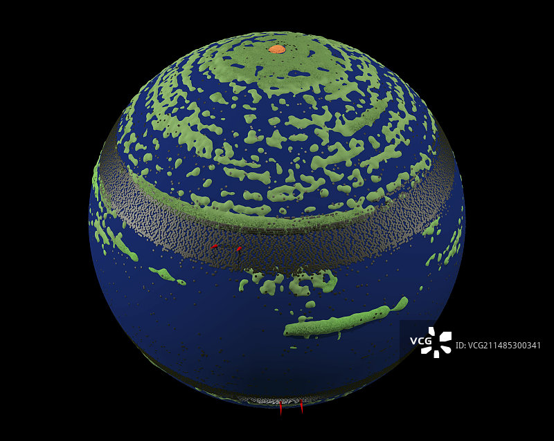 果蝇基因组图谱图片素材