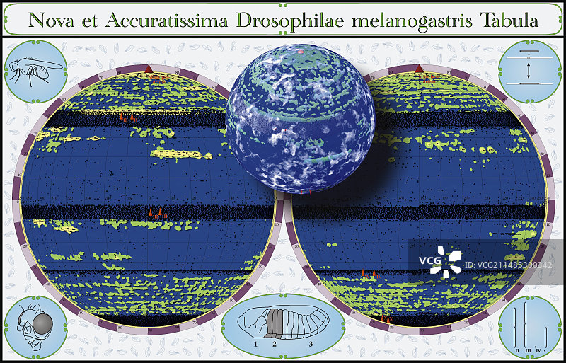 果蝇基因组图谱图片素材