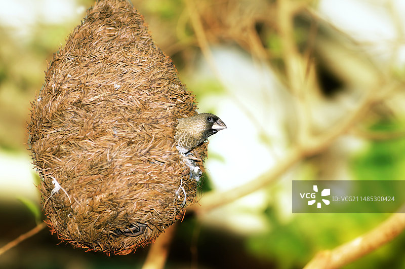 鸟巢中的孟加拉雀图片素材