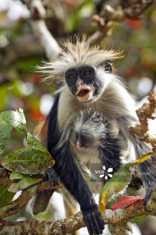 桑给巴尔红疣猴图片素材