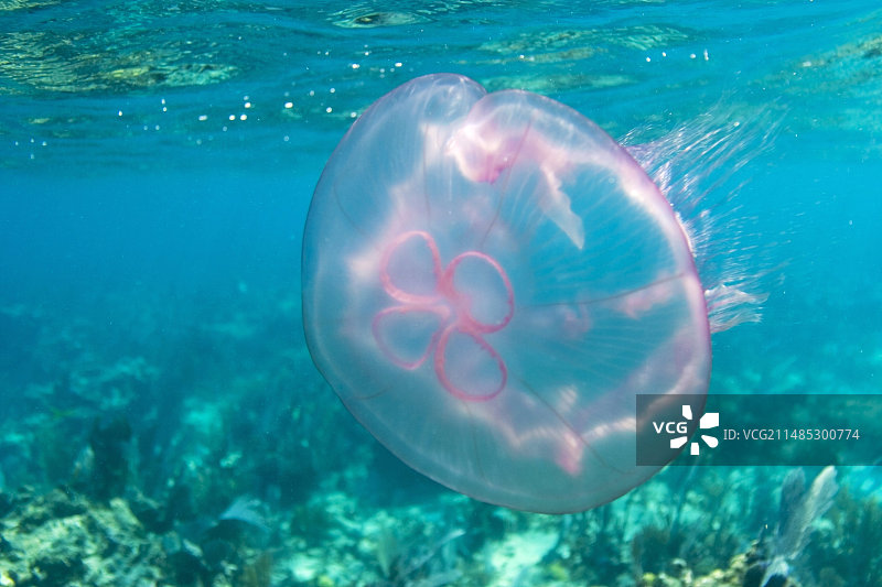 月亮水母图片素材