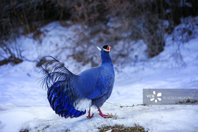 蓝马鸡图片素材