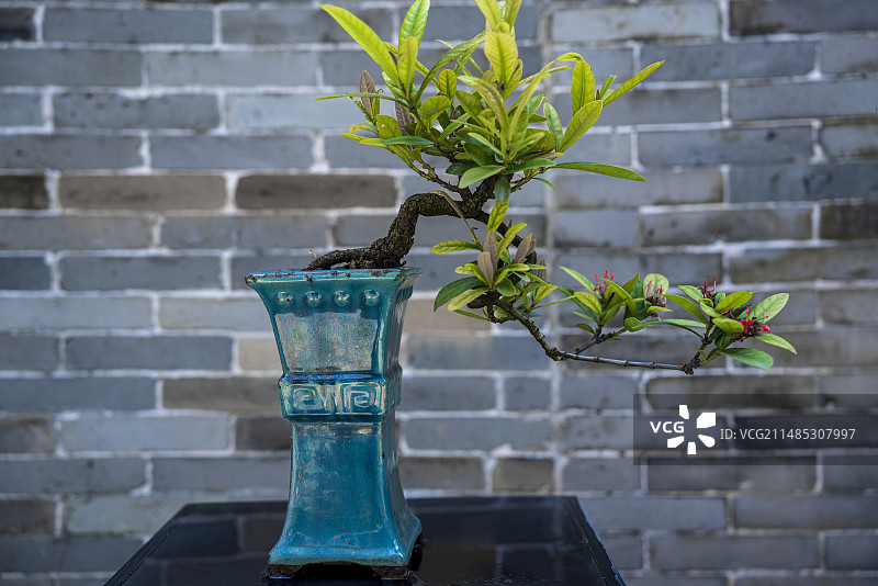 青砖墙背景前的龙船花盆景红花绿叶图片素材