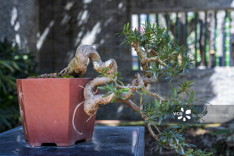 青砖墙背景前的罗汉松盆景图片素材