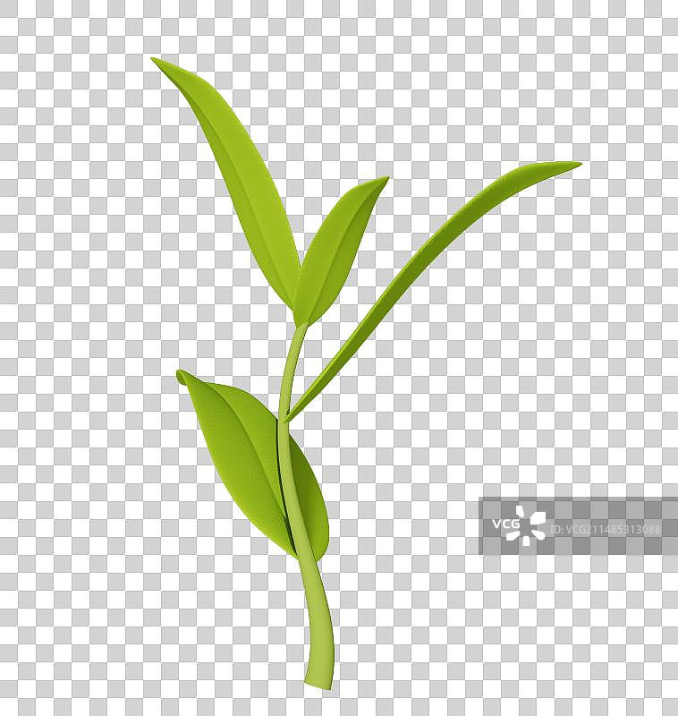 3D茶叶图片素材
