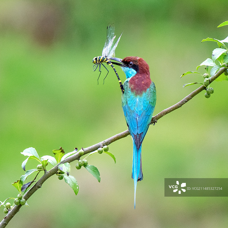 蓝喉蜂虎图片素材