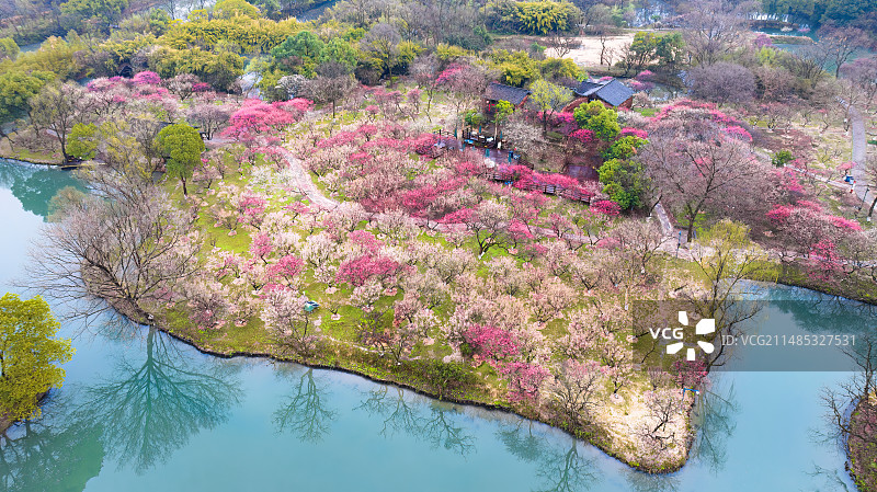 航拍西溪梅林图片素材