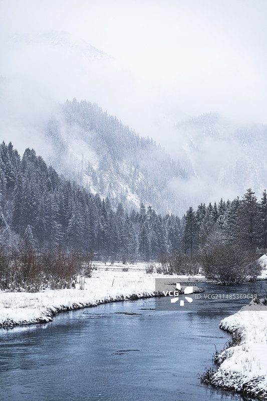 雪落高原，冬日九寨——箭竹海图片素材