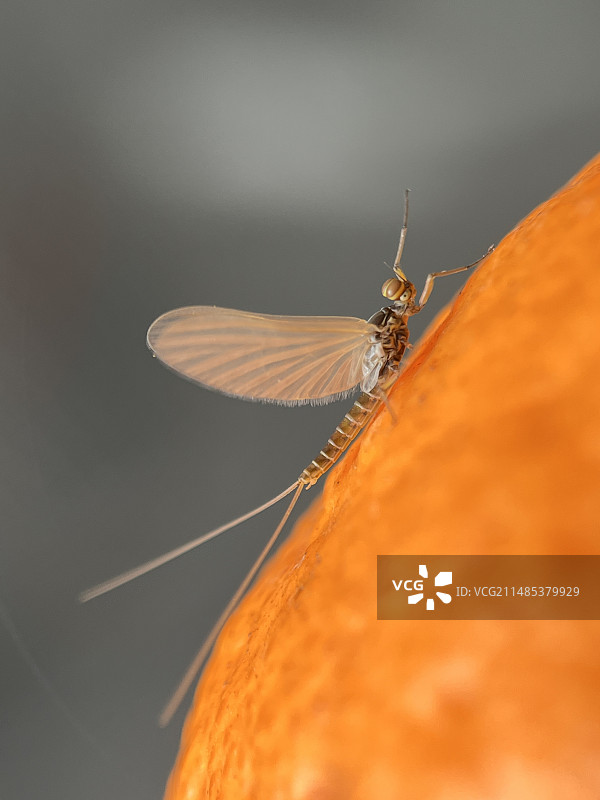 蜉蝣图片素材