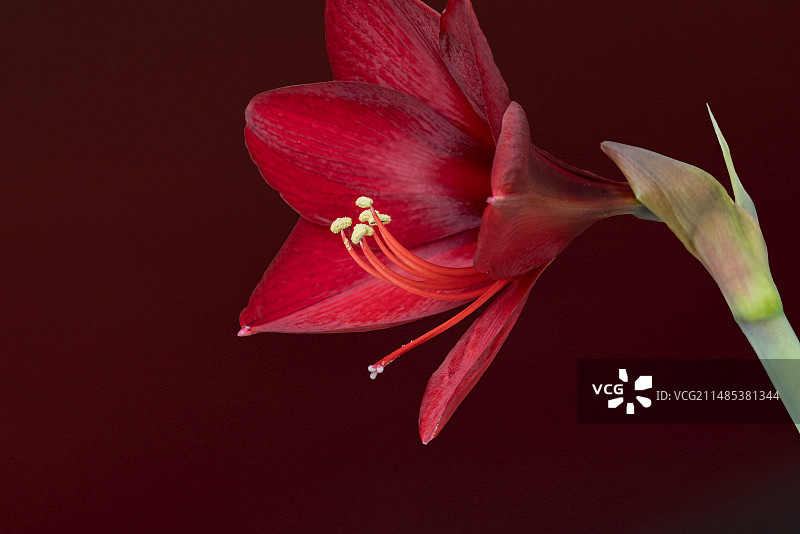 枣红色的朱顶红，花头，特写，向外伸出的花蕊图片素材