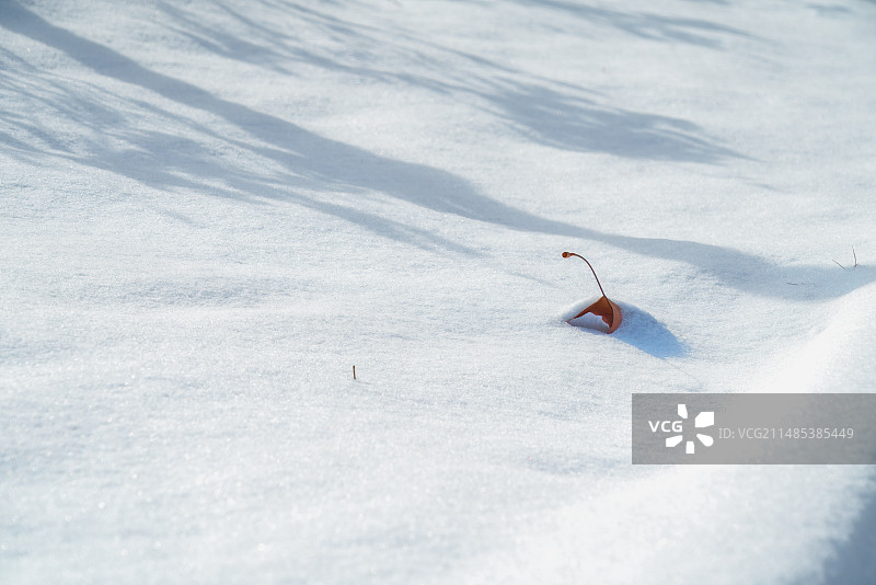 二十四节气，大雪，小雪，雪地上的落叶图片素材