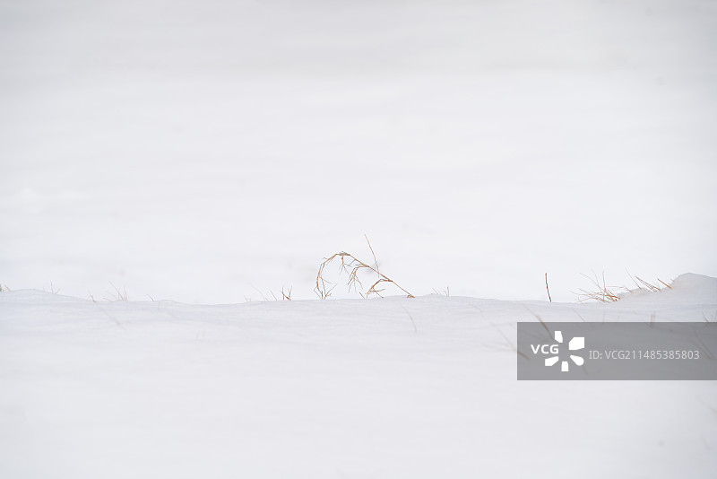 唐诗意境摄影，离离原上草图片素材